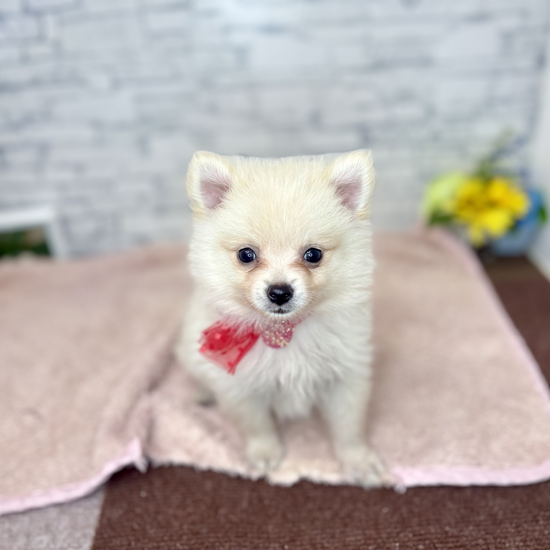 長野県のポメラニアン (犬の家＆猫の里長野店/2026年6月28日生まれ/女の子/クリーム)の子犬の3枚目の画像