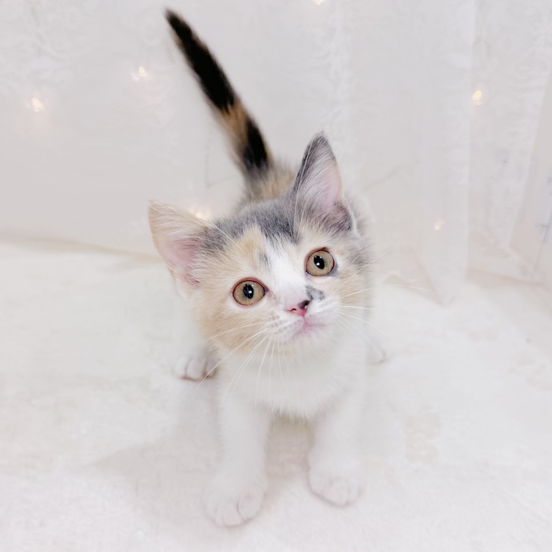 千葉県のスコティッシュストレート (犬の家＆猫の里BIGHOPガーデンモール印西店/2026年6月28日生まれ/女の子/ダイリュートキャリコ)の子猫の1枚目の画像