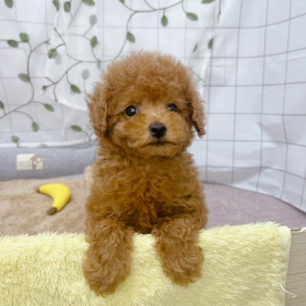 長野県のトイプードル(トイ) (犬の家＆猫の里塩尻店/2026年6月30日生まれ/男の子/レッド)の子犬の3枚目の画像