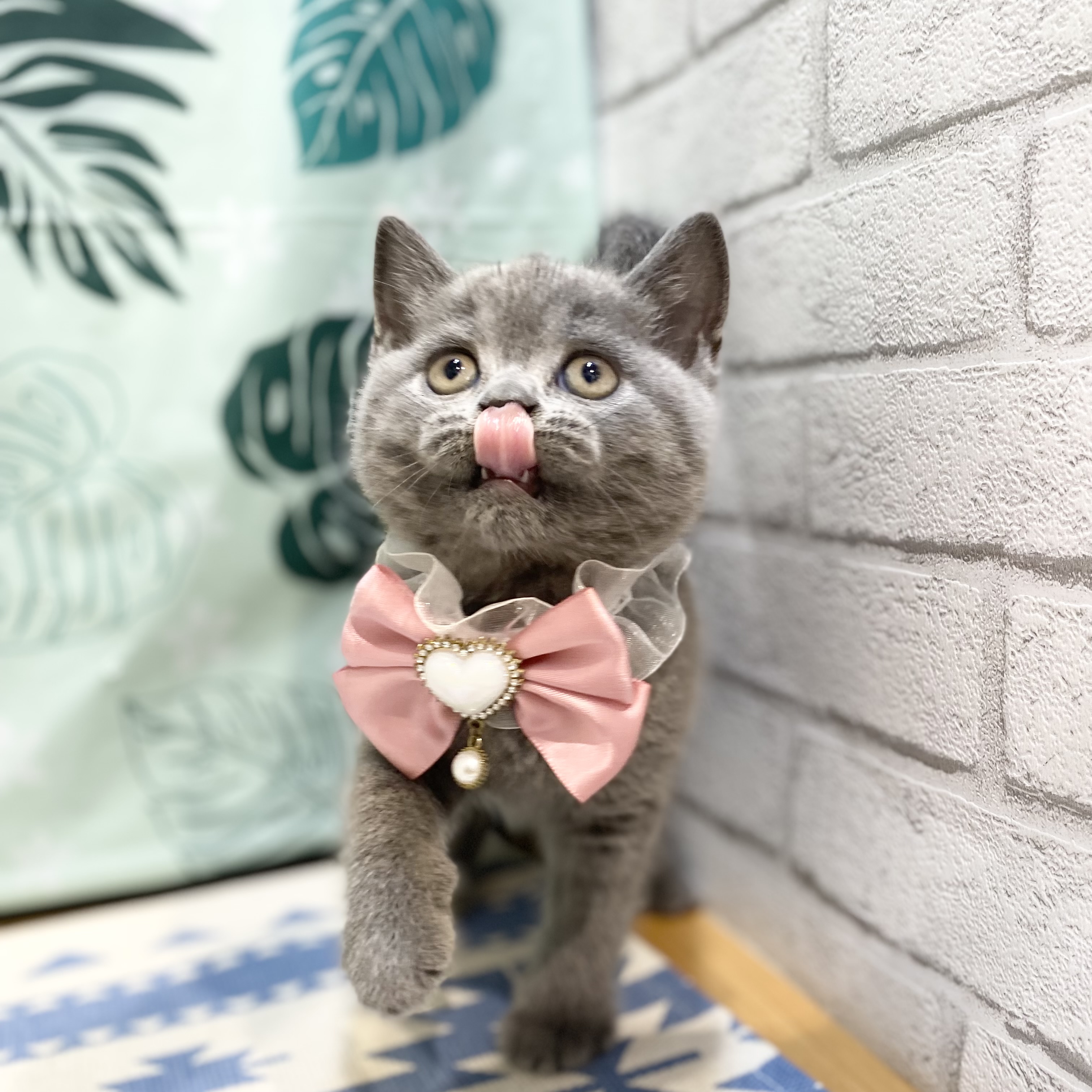 長野県のブリティッシュショートヘアー (犬の家＆猫の里カインズ梓川店/2026年6月25日生まれ/女の子/ブルー)の子猫の3枚目の画像
