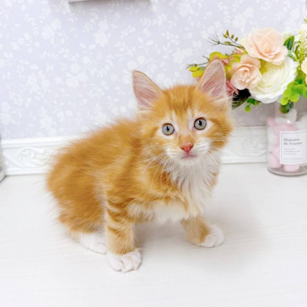 富山県のメインクーン (犬の家＆猫の里アミーゴ山室店/2026年6月28日生まれ/男の子/レッドタビーホワイト)の子猫の3枚目の画像