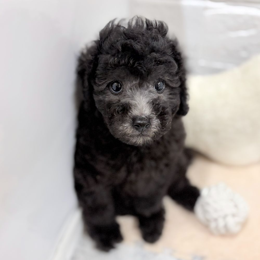 愛知県のトイプードル(トイ) (犬の家＆猫の里豊田店/2026年6月28日生まれ/男の子/シルバー)の子犬の3枚目の画像