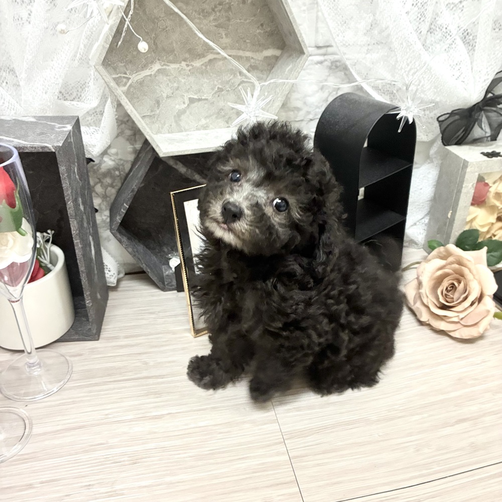 千葉県のトイプードル(トイ) (犬の家＆猫の里ワンズモール稲毛店/2026年6月28日生まれ/女の子/シルバー)の子犬の3枚目の画像