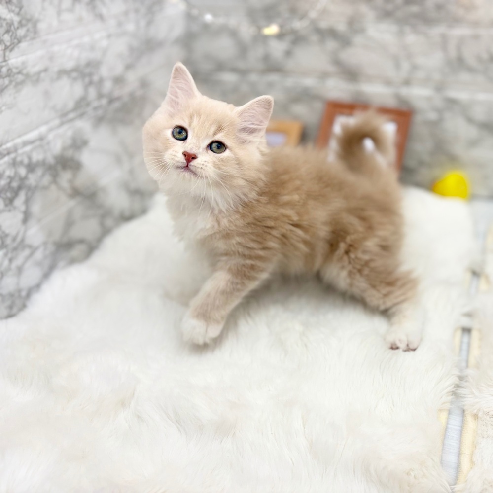 静岡県のサイベリアン (犬の家＆猫の里MEGAドン・キホーテ袋井店/2026年6月28日生まれ/男の子/クリームタビー)の子猫の3枚目の画像