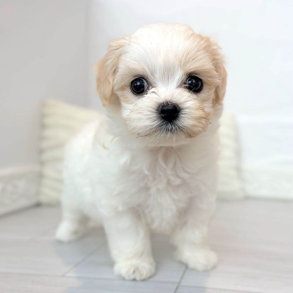 愛知県のビションプー(ビションフリーゼ×プードル) (犬の家＆猫の里春日井本店/2026年6月24日生まれ/女の子/ホワイトクリーム)の子犬の3枚目の画像