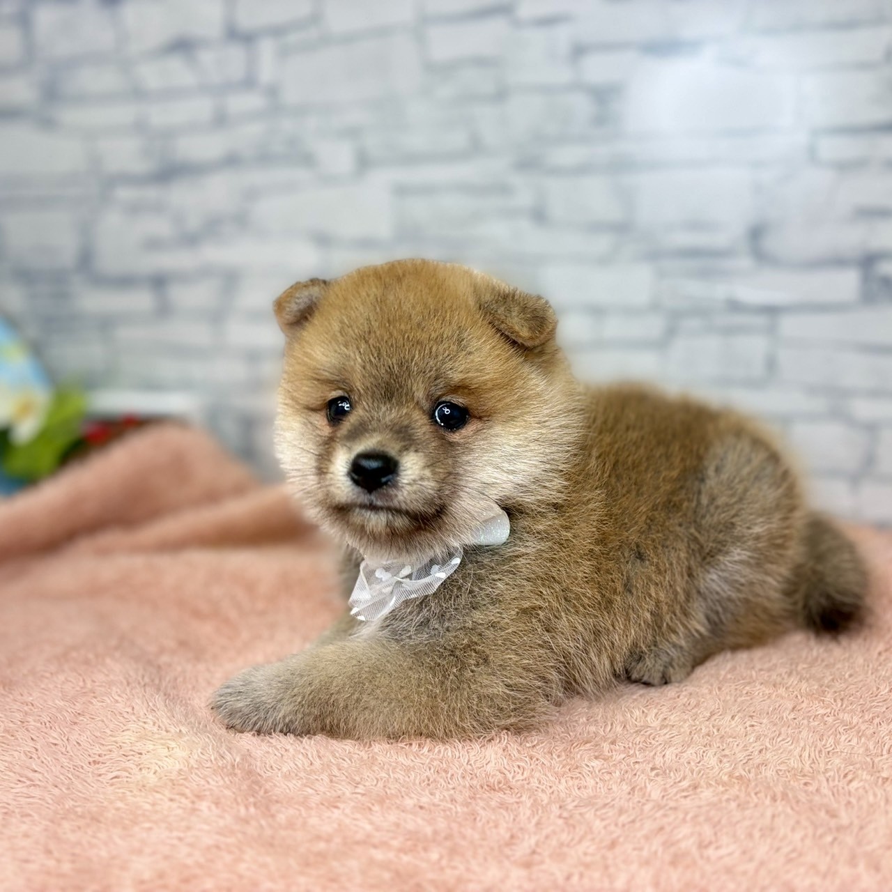 長野県のポメ柴/豆ポメ/ポメ豆柴(ポメラニアン×柴犬) (犬の家＆猫の里長野店/2026年6月29日生まれ/男の子/赤)の子犬の3枚目の画像