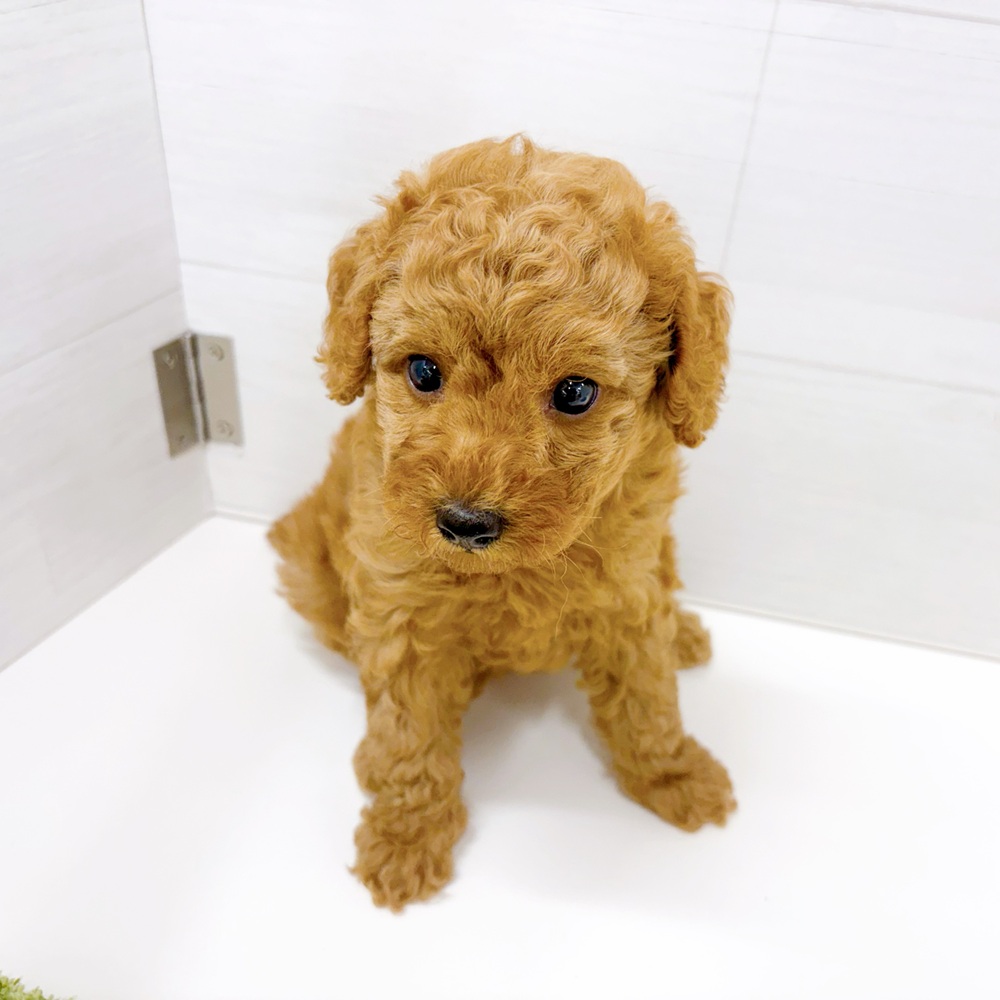 石川県のトイプードル(トイ) (犬の家＆猫の里アミーゴ金沢おこばた店/2026年6月30日生まれ/女の子/レッド)の子犬の3枚目の画像