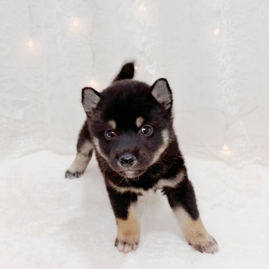 千葉県の柴犬(標準サイズ) (犬の家＆猫の里BIGHOPガーデンモール印西店/2026年6月29日生まれ/男の子/黒)の子犬の3枚目の画像