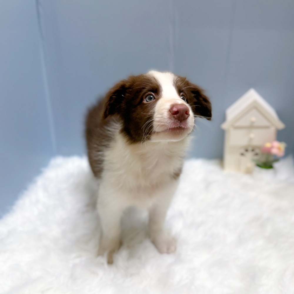 愛知県のボーダーコリー (犬の家＆猫の里岡崎店/2026年6月30日生まれ/男の子/チョコレートホワイト)の子犬の3枚目の画像
