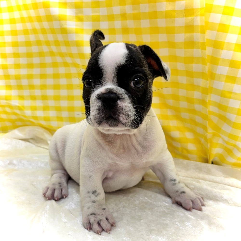 愛知県のフレンチブルドッグ (犬の家＆猫の里名古屋天白店/2026年6月27日生まれ/男の子/パイド)の子犬の3枚目の画像