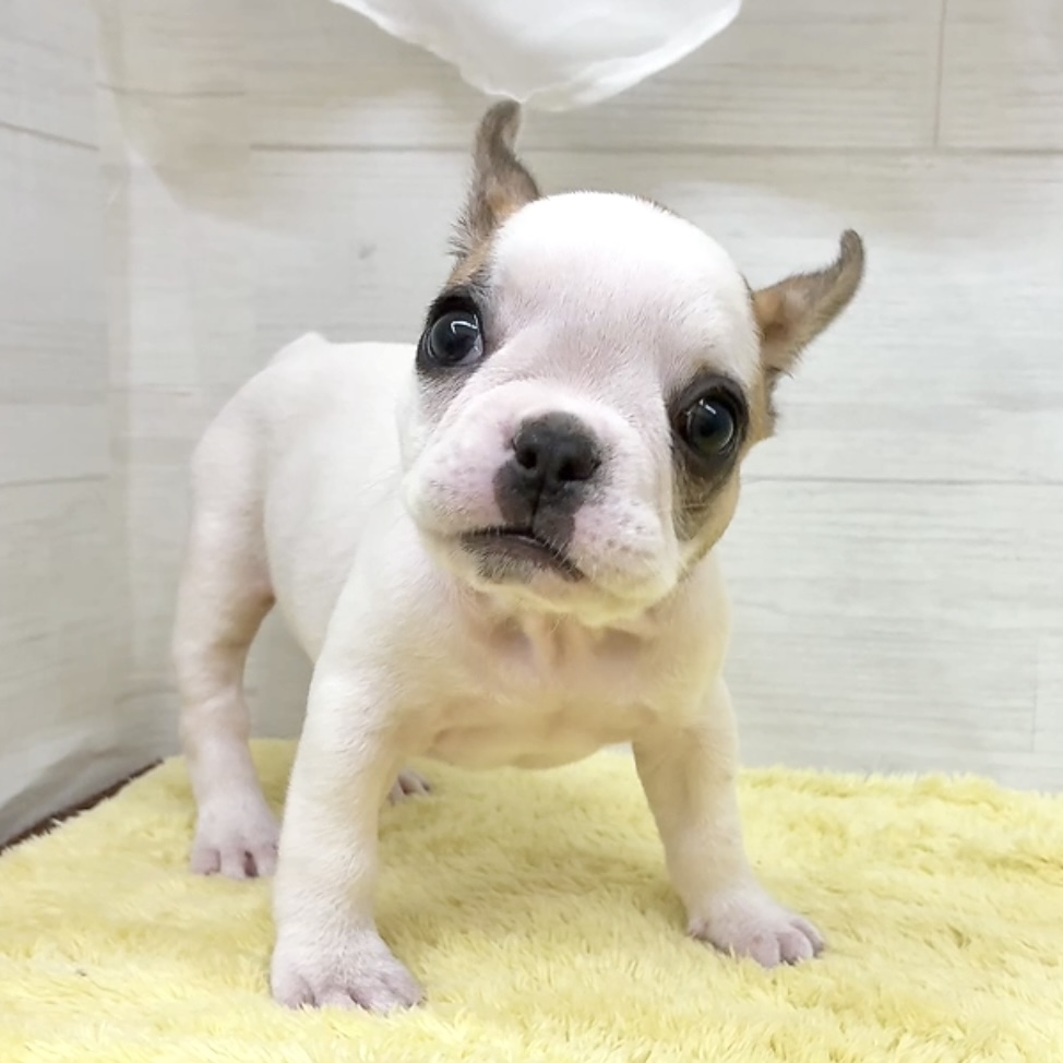 愛知県のフレンチブルドッグ (犬の家＆猫の里碧南店/2026年6月27日生まれ/女の子/フォーンホワイト)の子犬の3枚目の画像