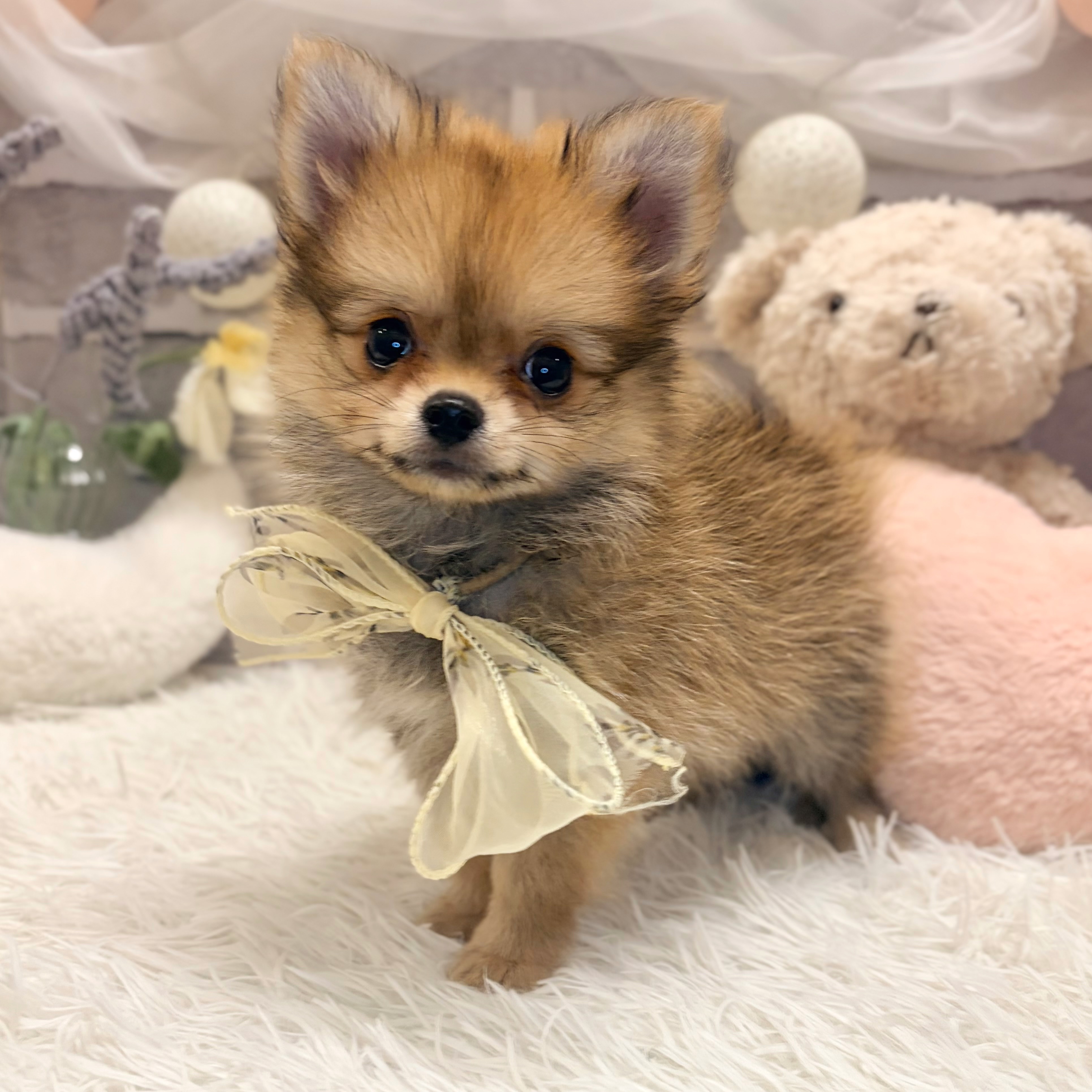 兵庫県のポメチワ/チワポメ/ポメチー(ポメラニアン×チワワ) (犬の家＆猫の里神戸店/2026年6月27日生まれ/男の子/オレンジ)の子犬の3枚目の画像