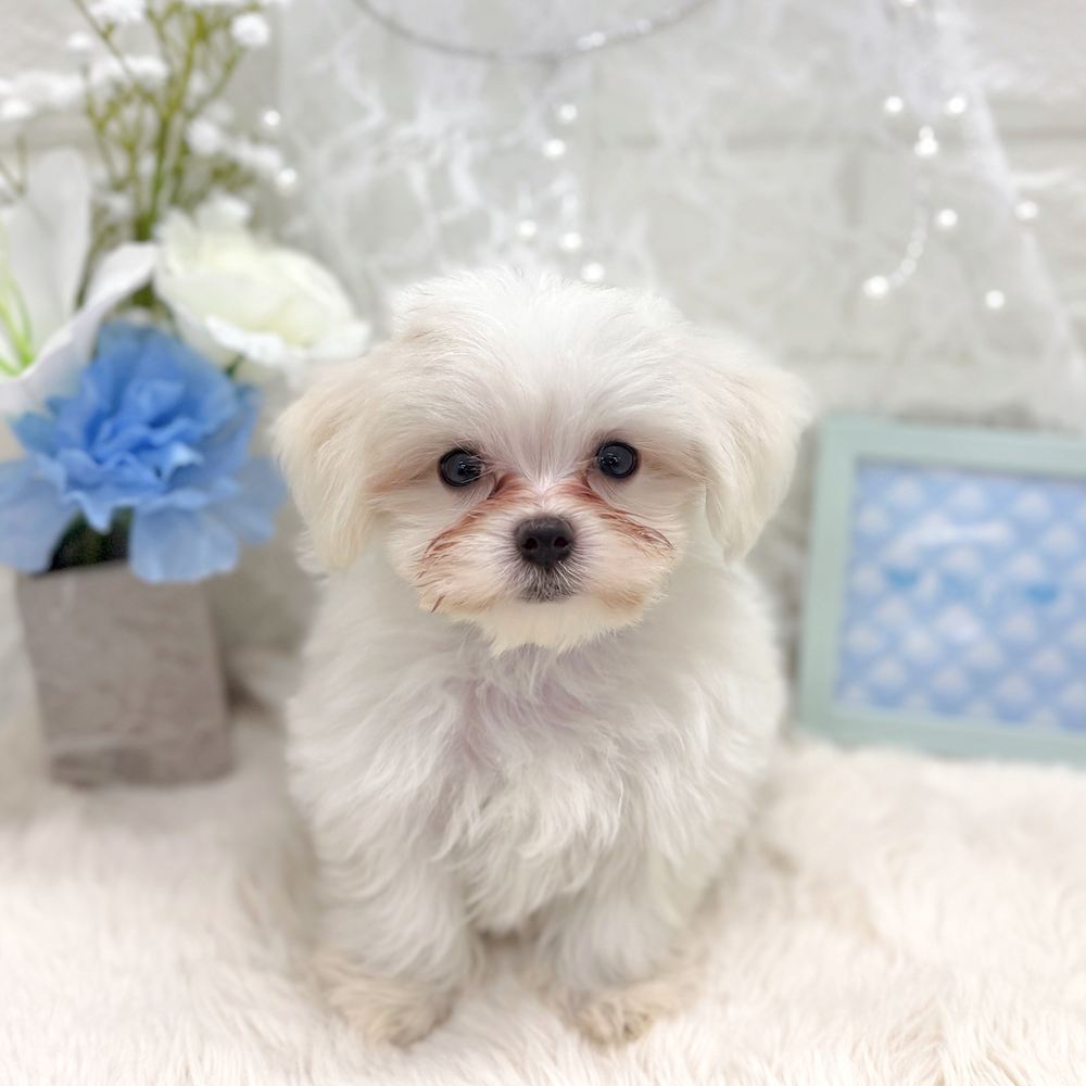 福井県のマルチーズ (犬の家＆猫の里アミーゴ福井大和田店/2026年6月30日生まれ/男の子/ホワイト)の子犬の3枚目の画像