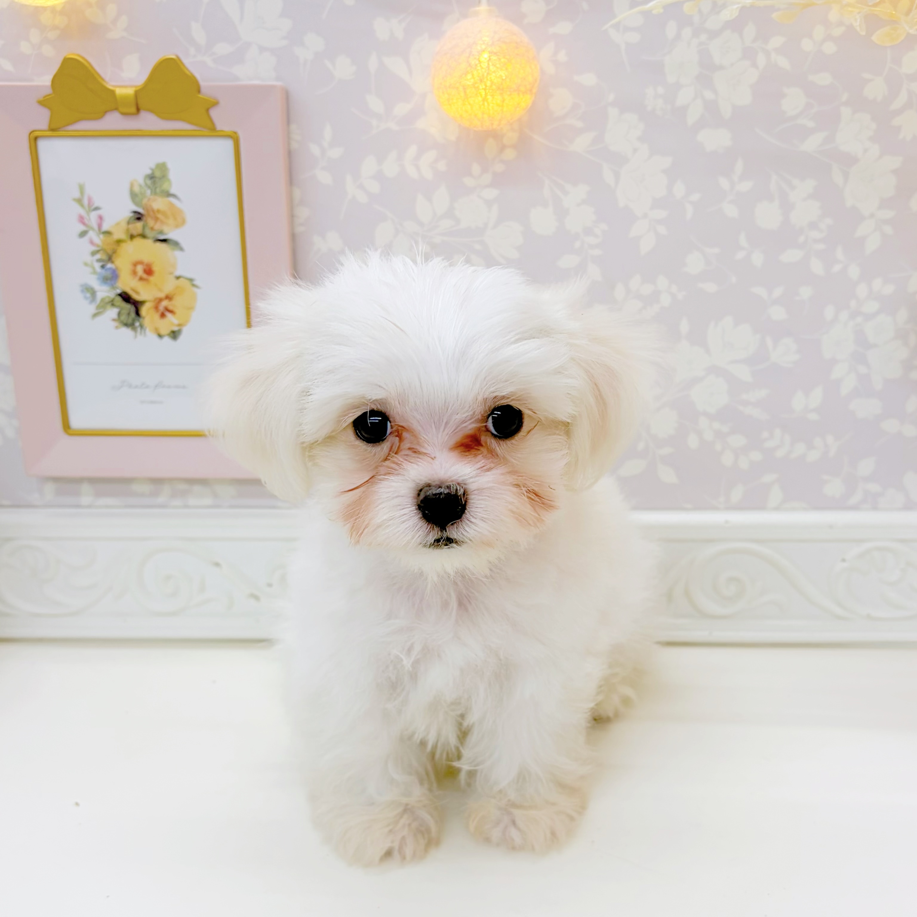 富山県のマルチーズ (犬の家＆猫の里富山店/2026年6月30日生まれ/女の子/ホワイト)の子犬の3枚目の画像