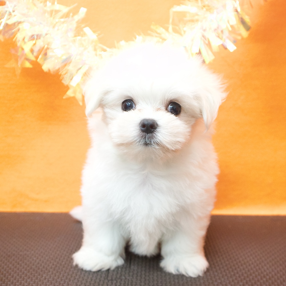 大阪府のマルチーズ (犬の家＆猫の里吹田店/2026年6月30日生まれ/男の子/ホワイト)の子犬の1枚目の画像