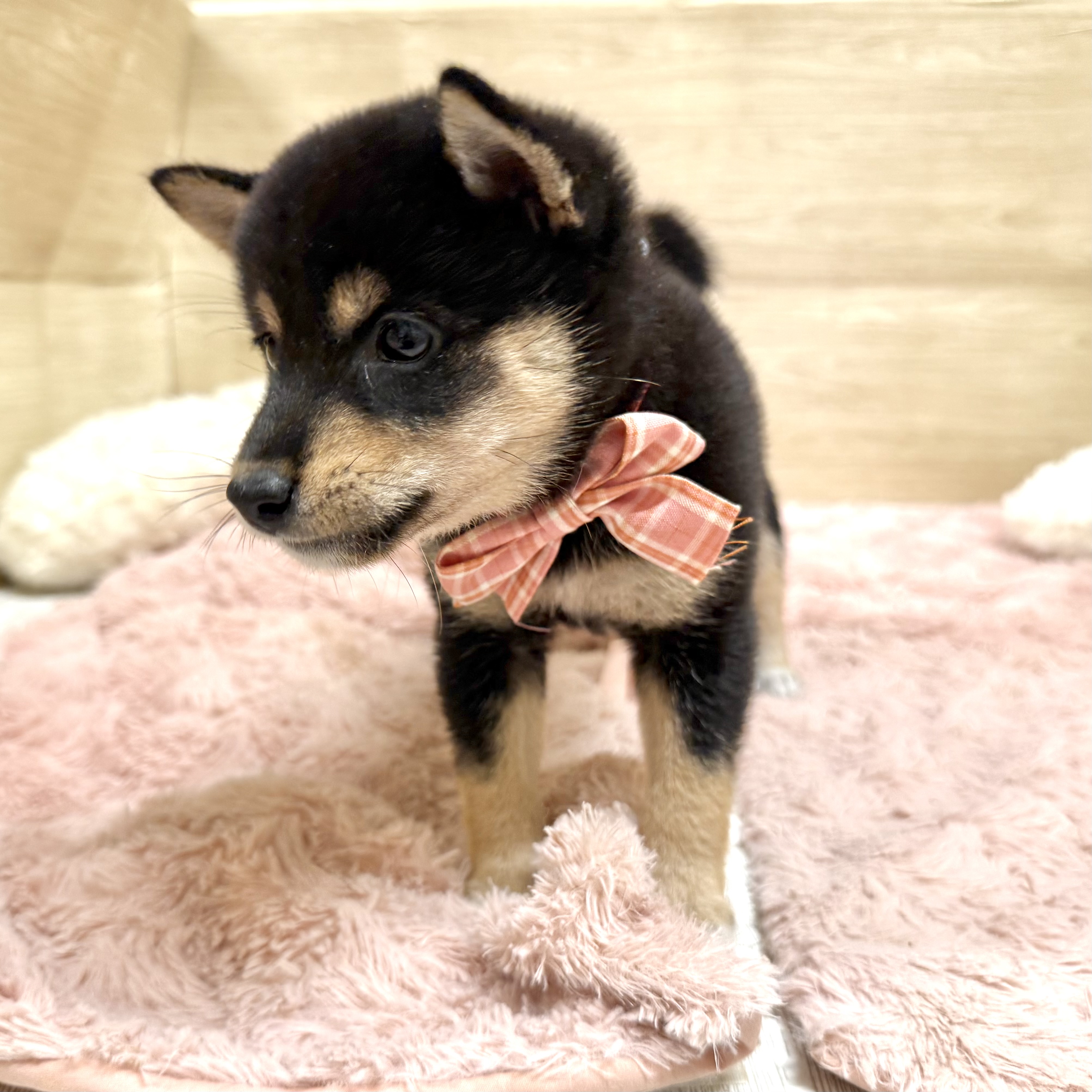 大阪府の豆柴 (犬の家＆猫の里そよら東岸和田店/2026年6月22日生まれ/女の子/黒)の子犬の3枚目の画像