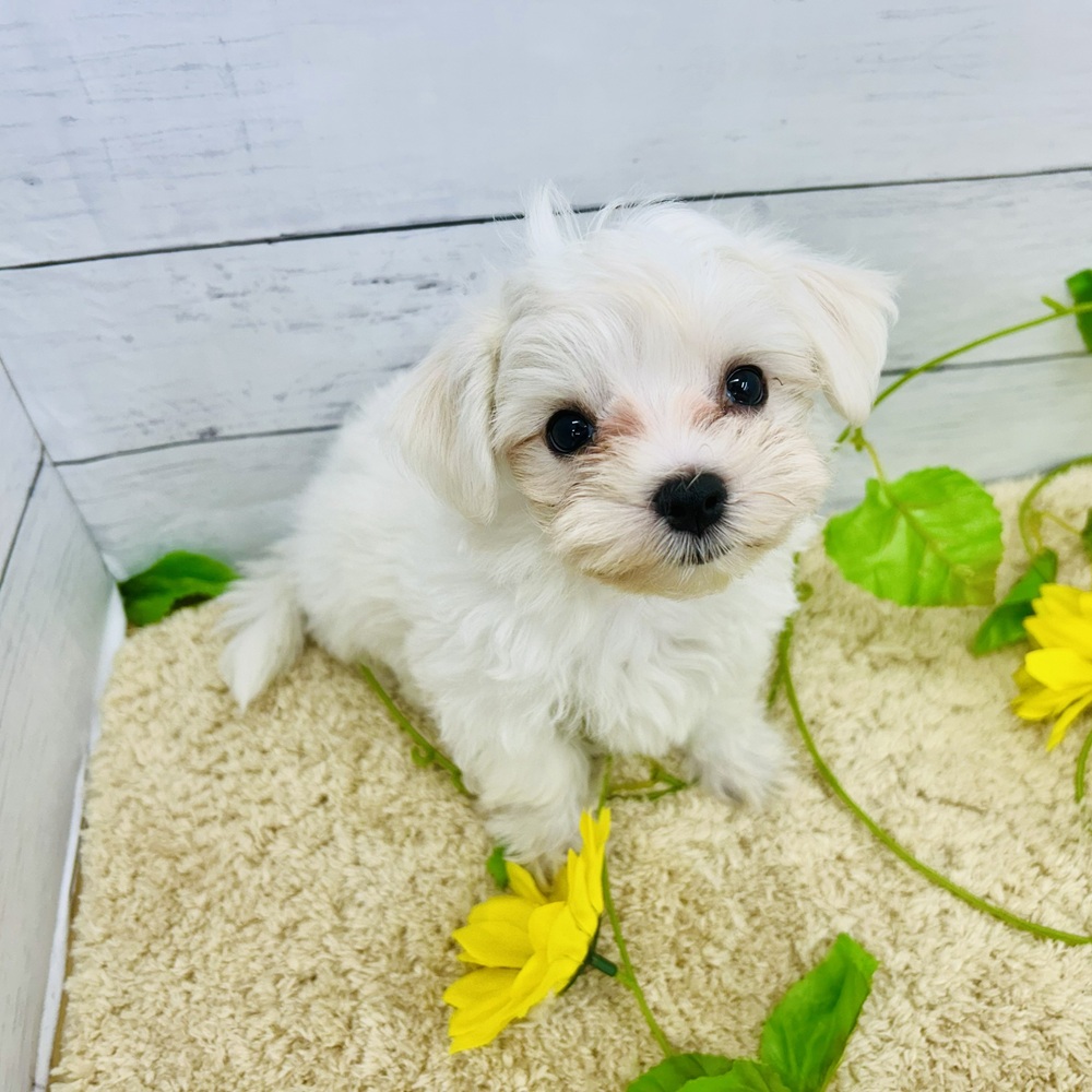 愛知県のマルチーズ (犬の家＆猫の里七宝店/2026年6月30日生まれ/女の子/ホワイト)の子犬の3枚目の画像
