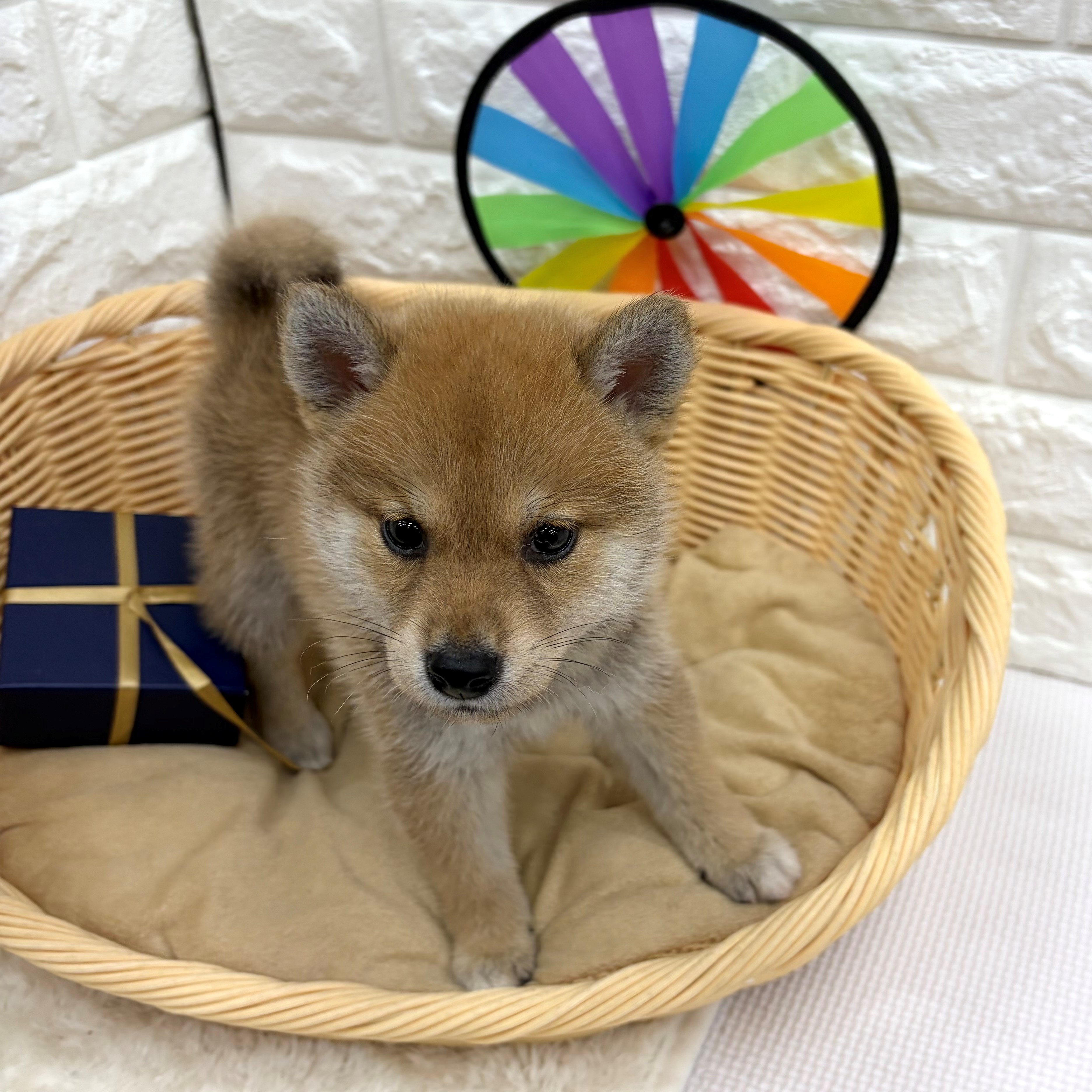 愛知県の柴犬(標準サイズ) (犬の家＆猫の里MEGAドン・キホーテ東海名和店/2026年6月30日生まれ/女の子/赤)の子犬の3枚目の画像