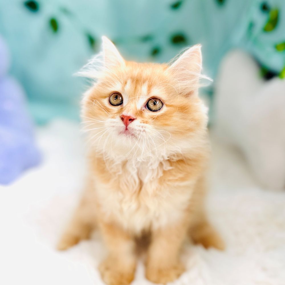 愛知県のミヌエット (犬の家＆猫の里愛知刈谷店/2026年7月1日生まれ/男の子/レッドタビー)の子猫の3枚目の画像