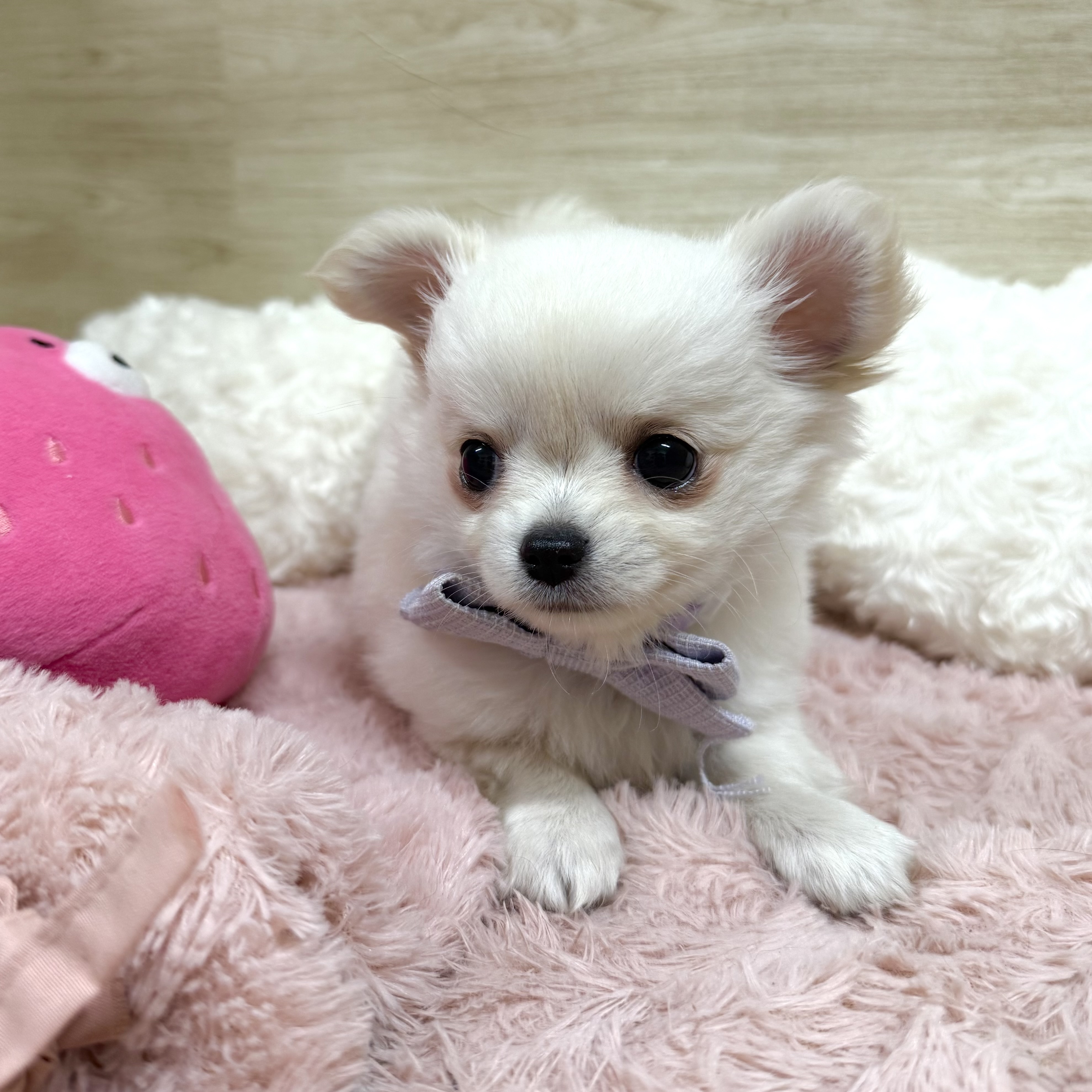 大阪府のチワワ(ロング) (犬の家＆猫の里そよら東岸和田店/2026年6月30日生まれ/女の子/クリームホワイト)の子犬の3枚目の画像