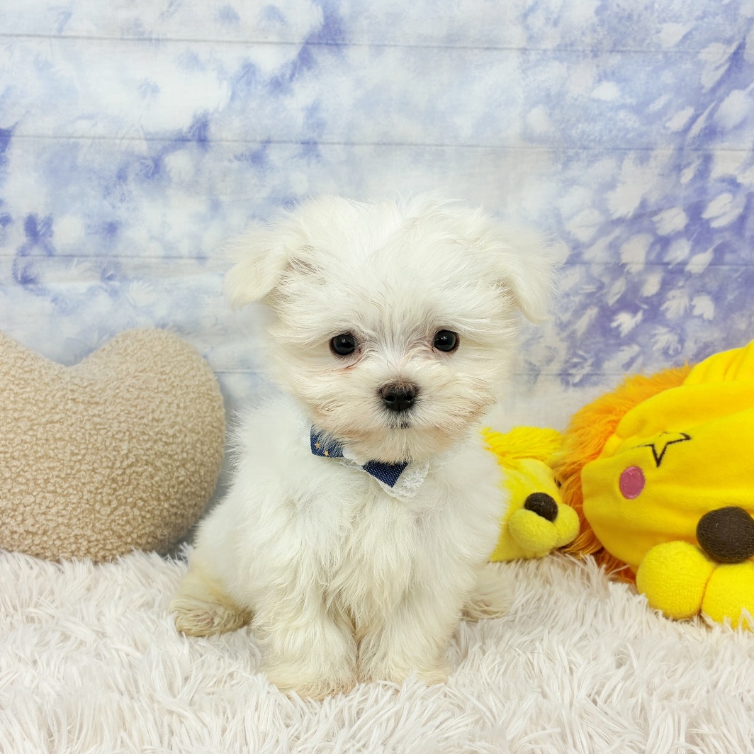 兵庫県のマルチーズ (犬の家＆猫の里川西店/2026年7月2日生まれ/男の子/ホワイト)の子犬の1枚目の画像