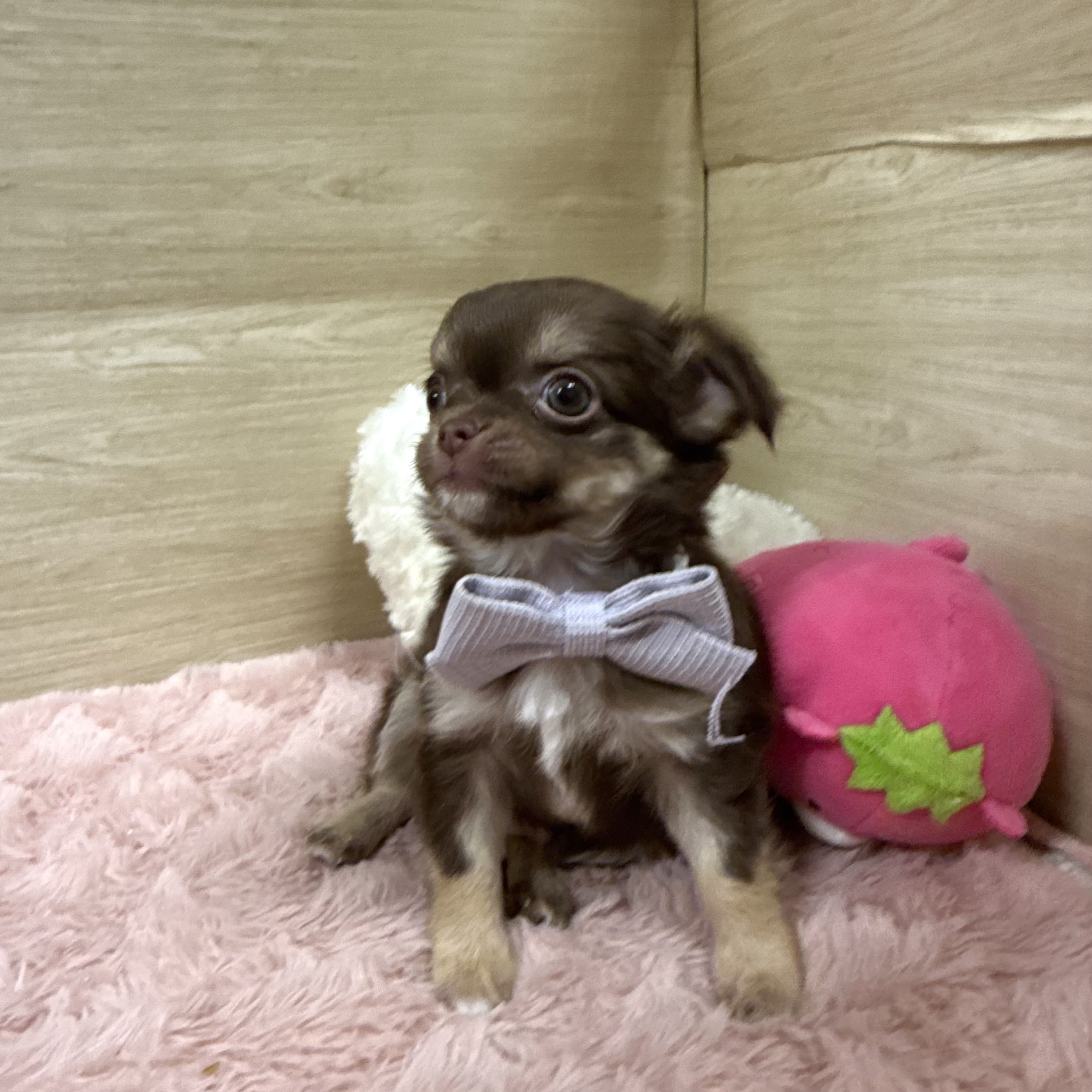 大阪府のチワワ(ロング) (犬の家＆猫の里そよら東岸和田店/2026年6月25日生まれ/男の子/チョコレートタン)の子犬の3枚目の画像