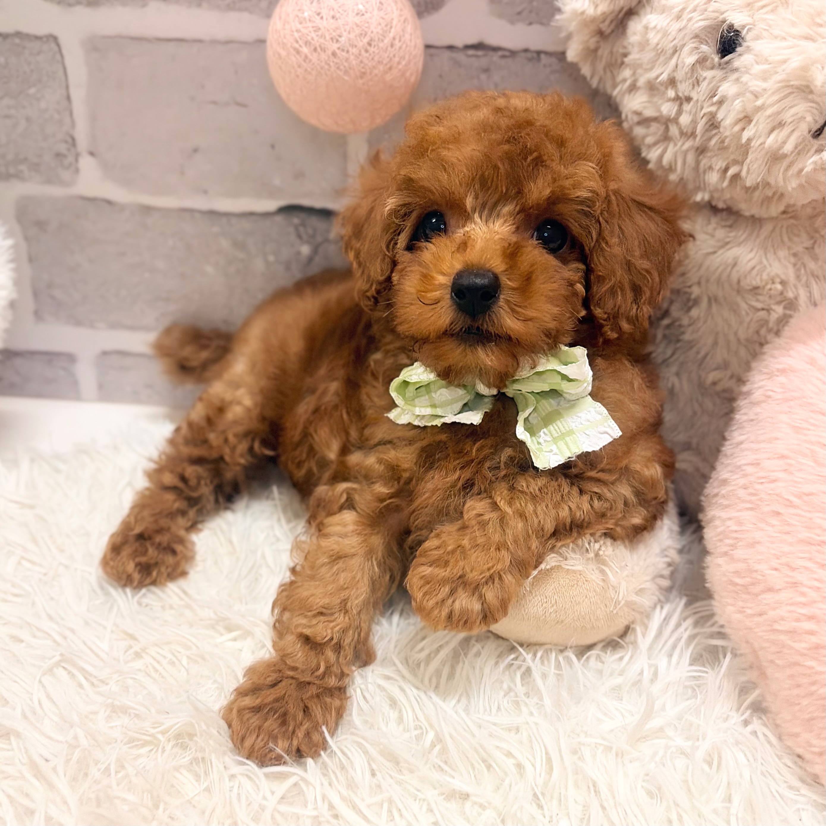 兵庫県のトイプードル(トイ) (犬の家＆猫の里神戸店/2026年6月30日生まれ/男の子/レッドフォーン)の子犬の3枚目の画像
