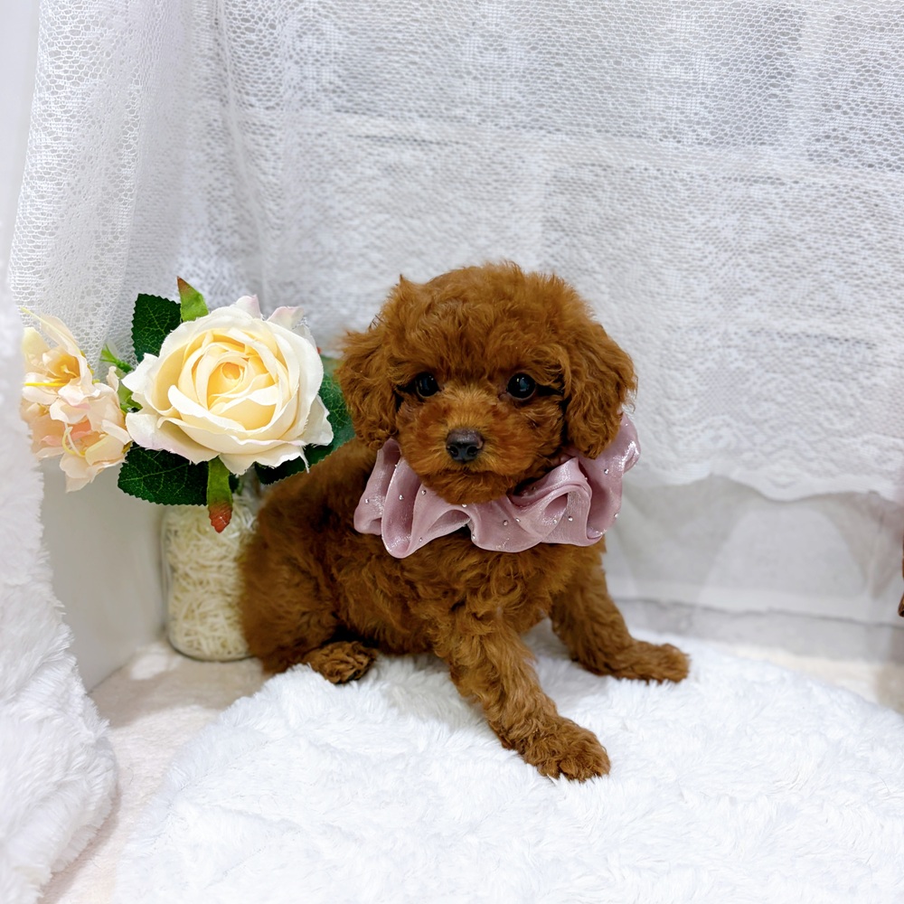 滋賀県のトイプードル(トイ) (犬の家＆猫の里長浜店/2026年6月30日生まれ/女の子/レッドフォーン)の子犬の3枚目の画像