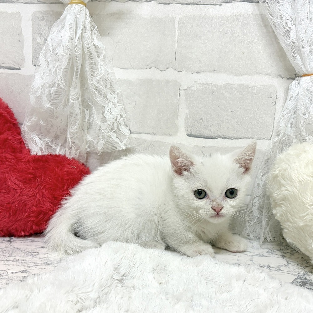 京都府のマンチカン (犬の家＆猫の里京都精華店/2026年6月24日生まれ/男の子/ホワイト)の子猫の3枚目の画像