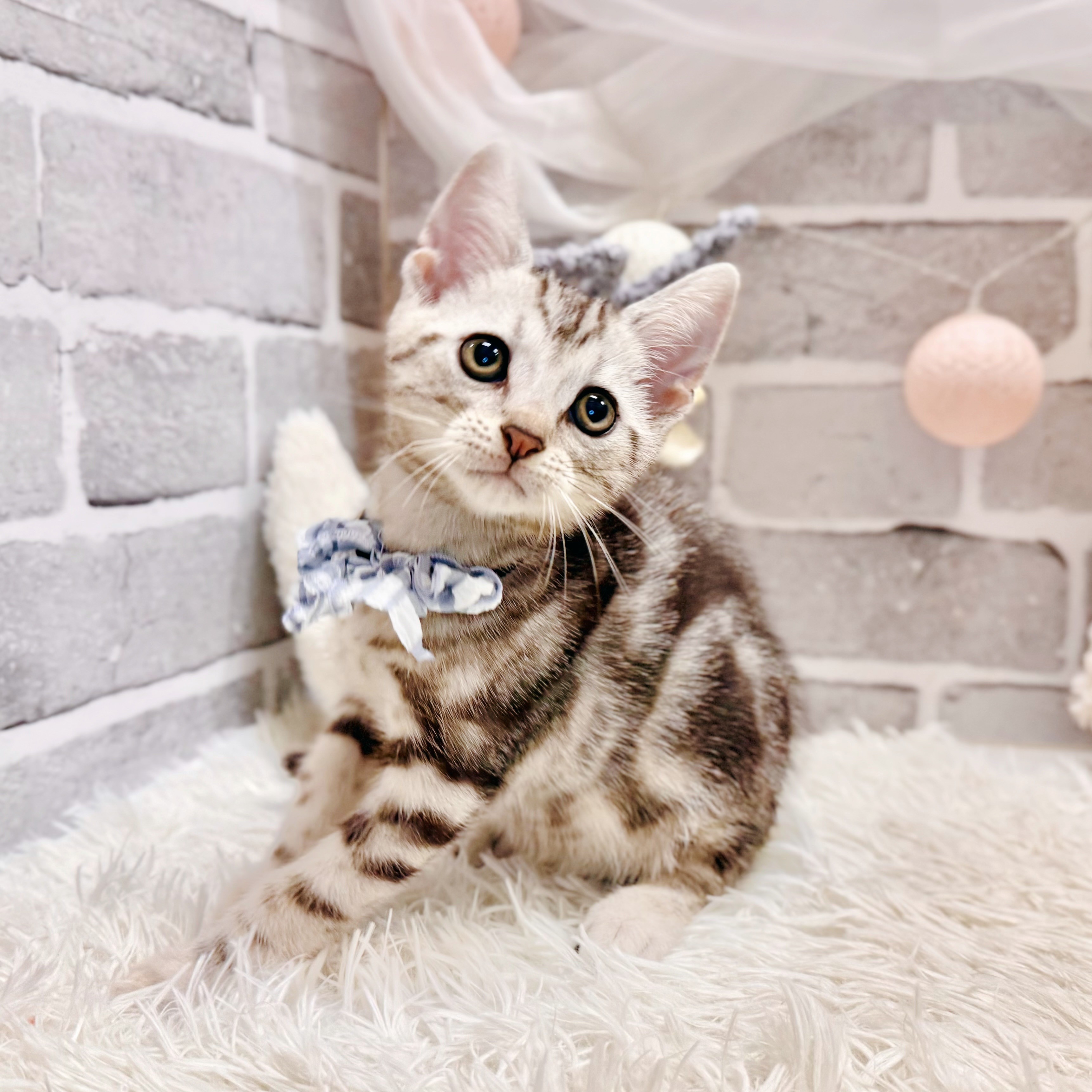 兵庫県のアメリカンショートヘアー (犬の家＆猫の里神戸店/2026年6月25日生まれ/男の子/シルバータビー)の子猫の3枚目の画像