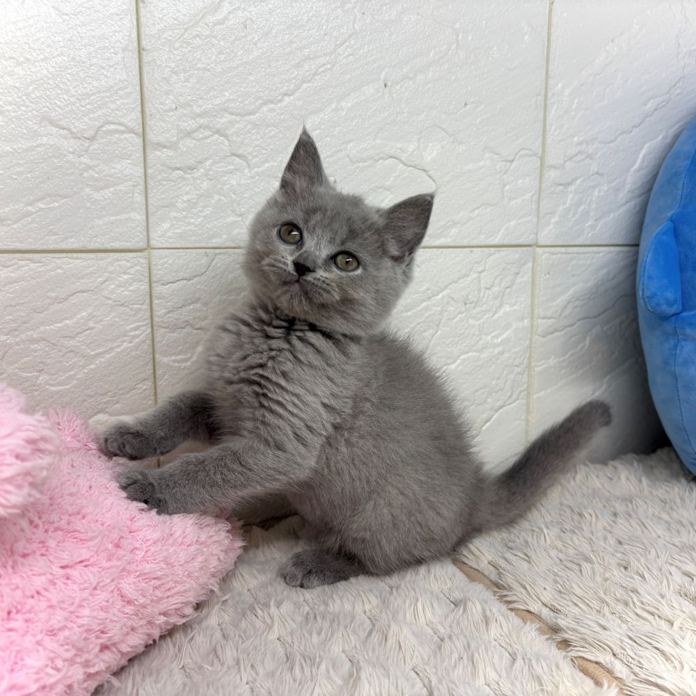兵庫県のブリティッシュショートヘアー (犬の家＆猫の里ゆめタウン姫路店/2026年6月19日生まれ/女の子/ブルー)の子猫の3枚目の画像