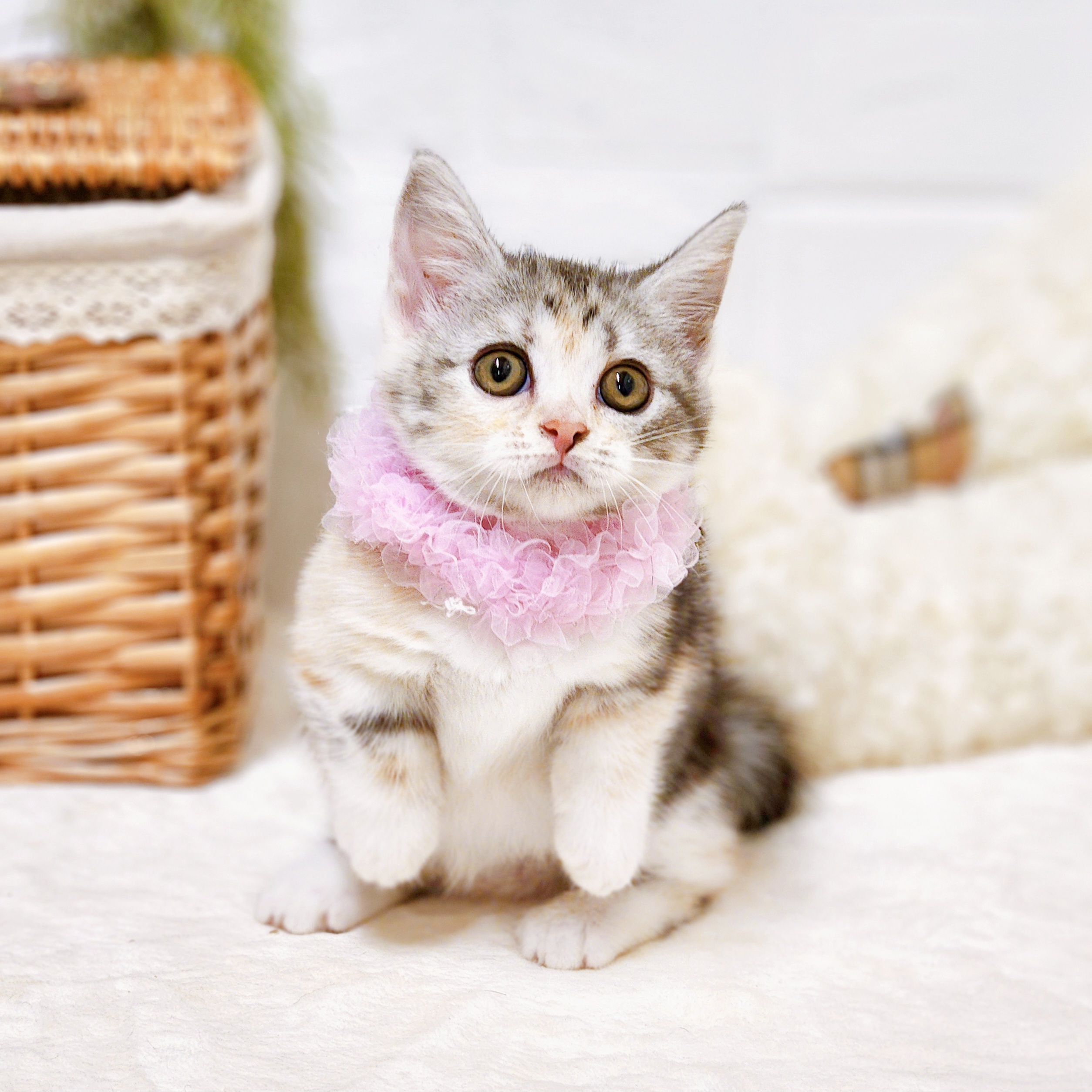 滋賀県のマンチカン (犬の家＆猫の里近江八幡店/2026年6月25日生まれ/女の子/シルバーパッチドタビーホワイト)の子猫の3枚目の画像