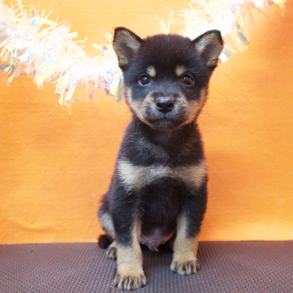 大阪府の豆柴 (犬の家＆猫の里吹田店/2026年7月1日生まれ/男の子/黒)の子犬の3枚目の画像
