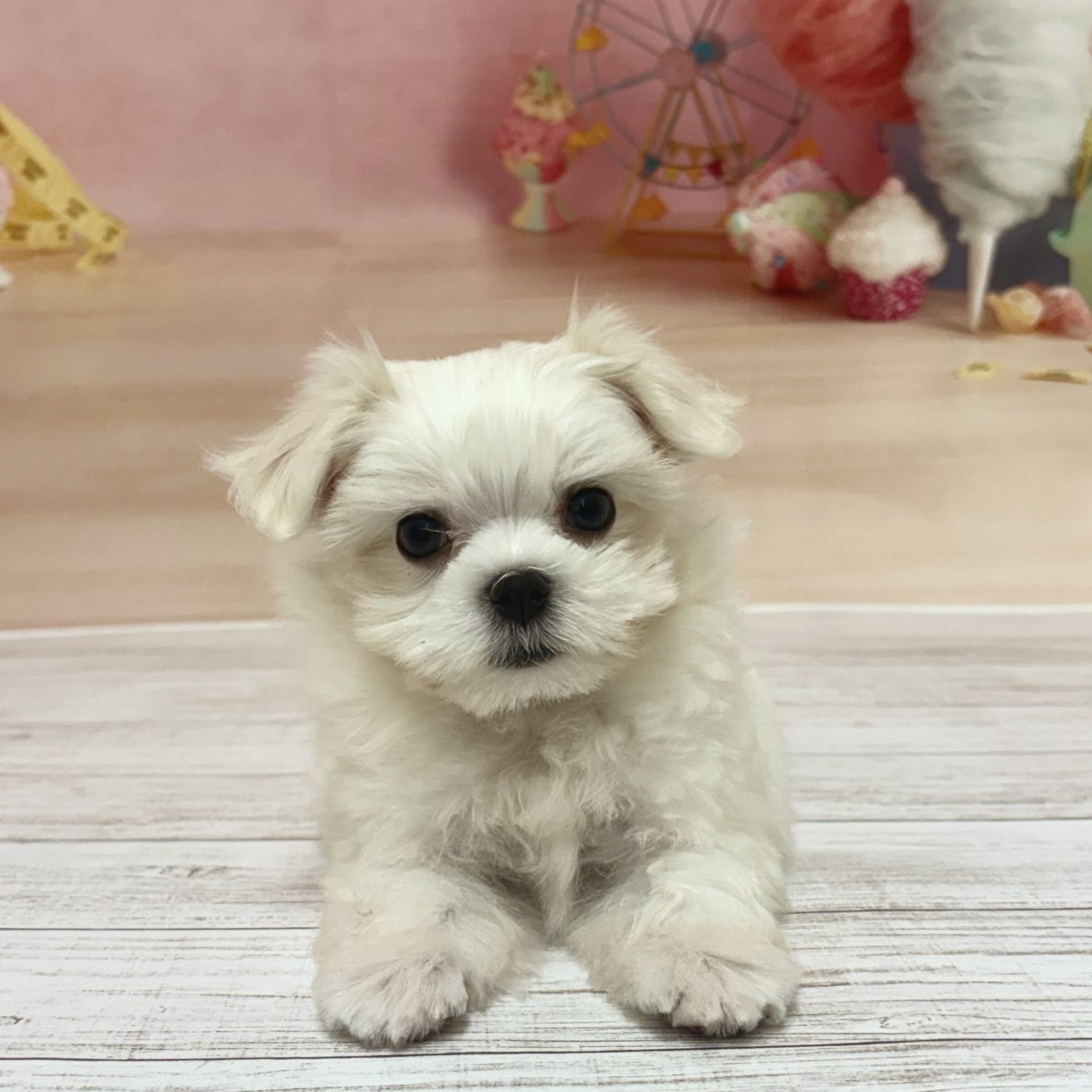 兵庫県のマルチーズ (犬の家＆猫の里尼崎店/2026年6月30日生まれ/女の子/ホワイト)の子犬の1枚目の画像