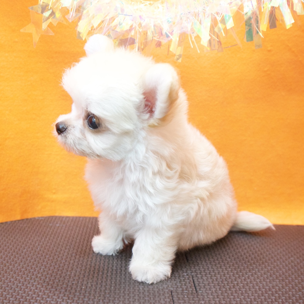 大阪府のチワプー/プーチー(チワワ×プードル) (犬の家＆猫の里吹田店/2026年7月2日生まれ/男の子/クリーム)の子犬の3枚目の画像