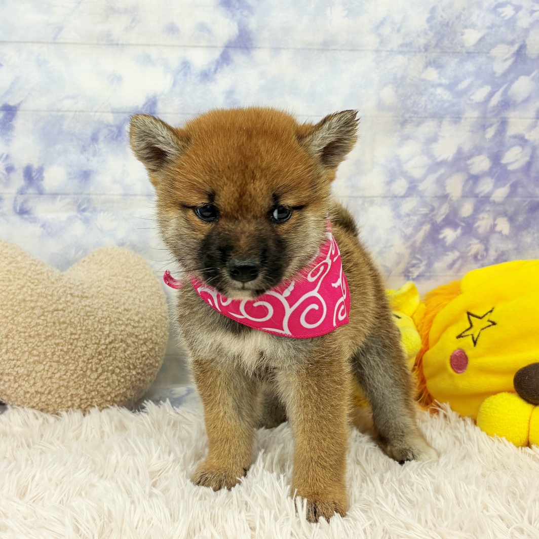 兵庫県の柴犬(標準サイズ) (犬の家＆猫の里川西店/2026年7月2日生まれ/女の子/赤)の子犬の3枚目の画像