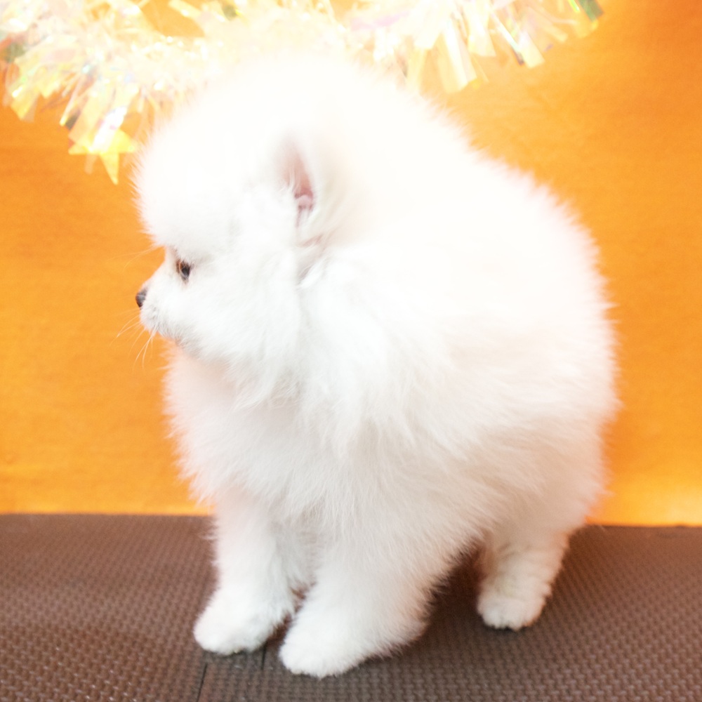 大阪府のポメラニアン (犬の家＆猫の里吹田店/2026年7月2日生まれ/女の子/クリーム)の子犬の3枚目の画像