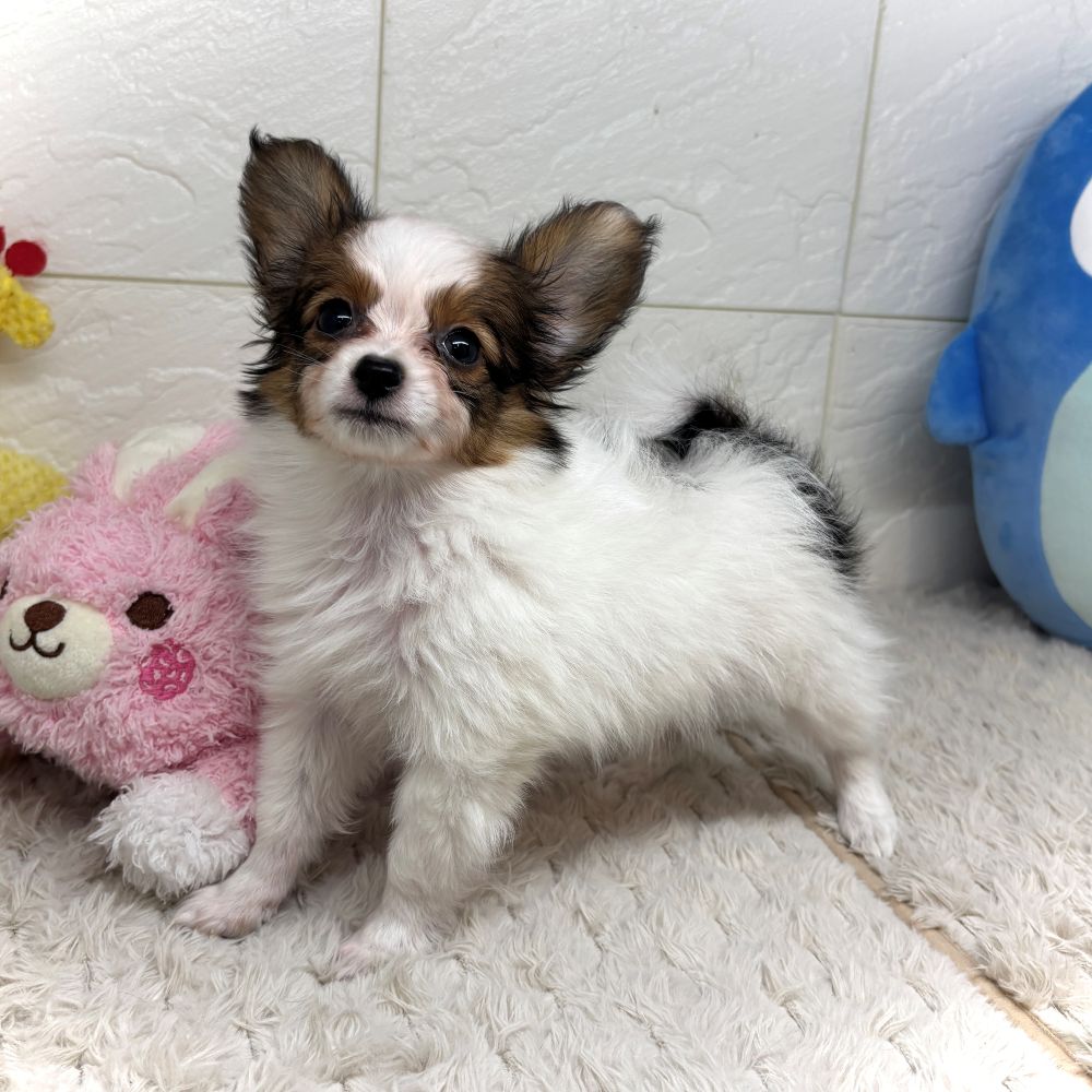 兵庫県のパピヨン (犬の家＆猫の里ゆめタウン姫路店/2026年6月29日生まれ/男の子/ホワイトブラウン)の子犬の3枚目の画像