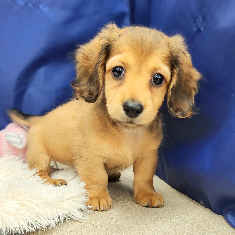 岐阜県のミニチュアダックスフンド(ロング) (犬の家＆猫の里中津川店/2026年7月3日生まれ/女の子/レッド)の子犬の3枚目の画像