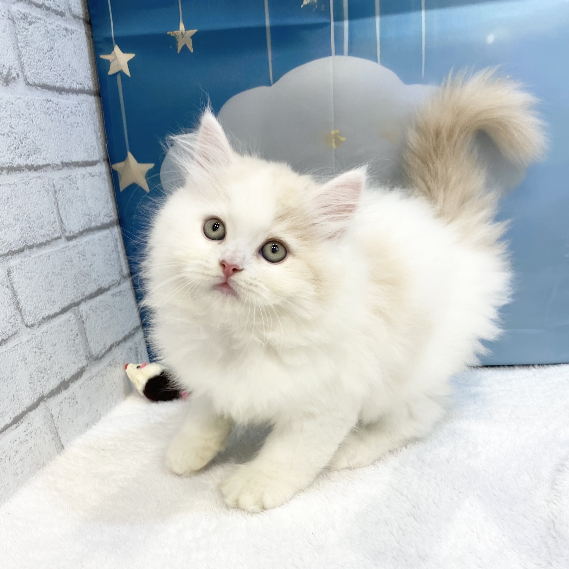 長野県のサイベリアン (犬の家＆猫の里カインズ梓川店/2026年6月28日生まれ/男の子/クリームタビーホワイト)の子猫の3枚目の画像