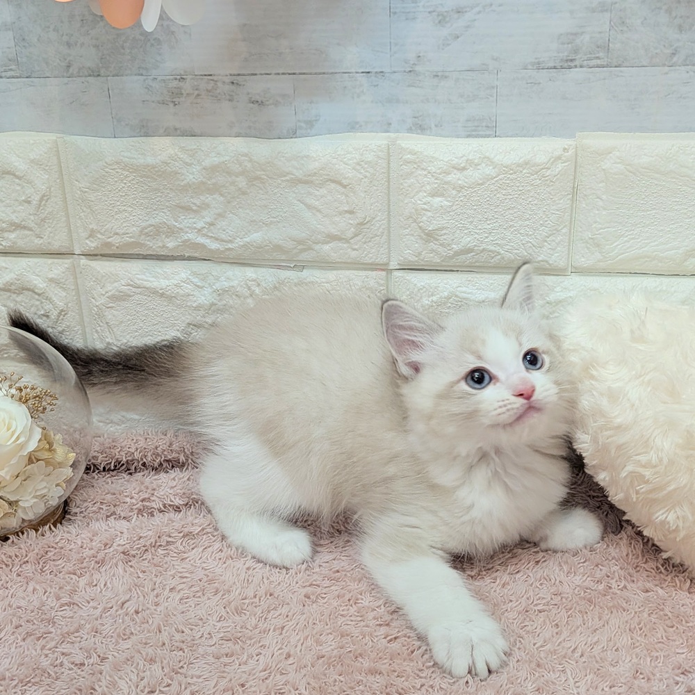 静岡県のラグドール (犬の家＆猫の里プレ葉ウォーク浜北店/2026年7月1日生まれ/男の子/シールポイントバイカラー)の子猫の3枚目の画像