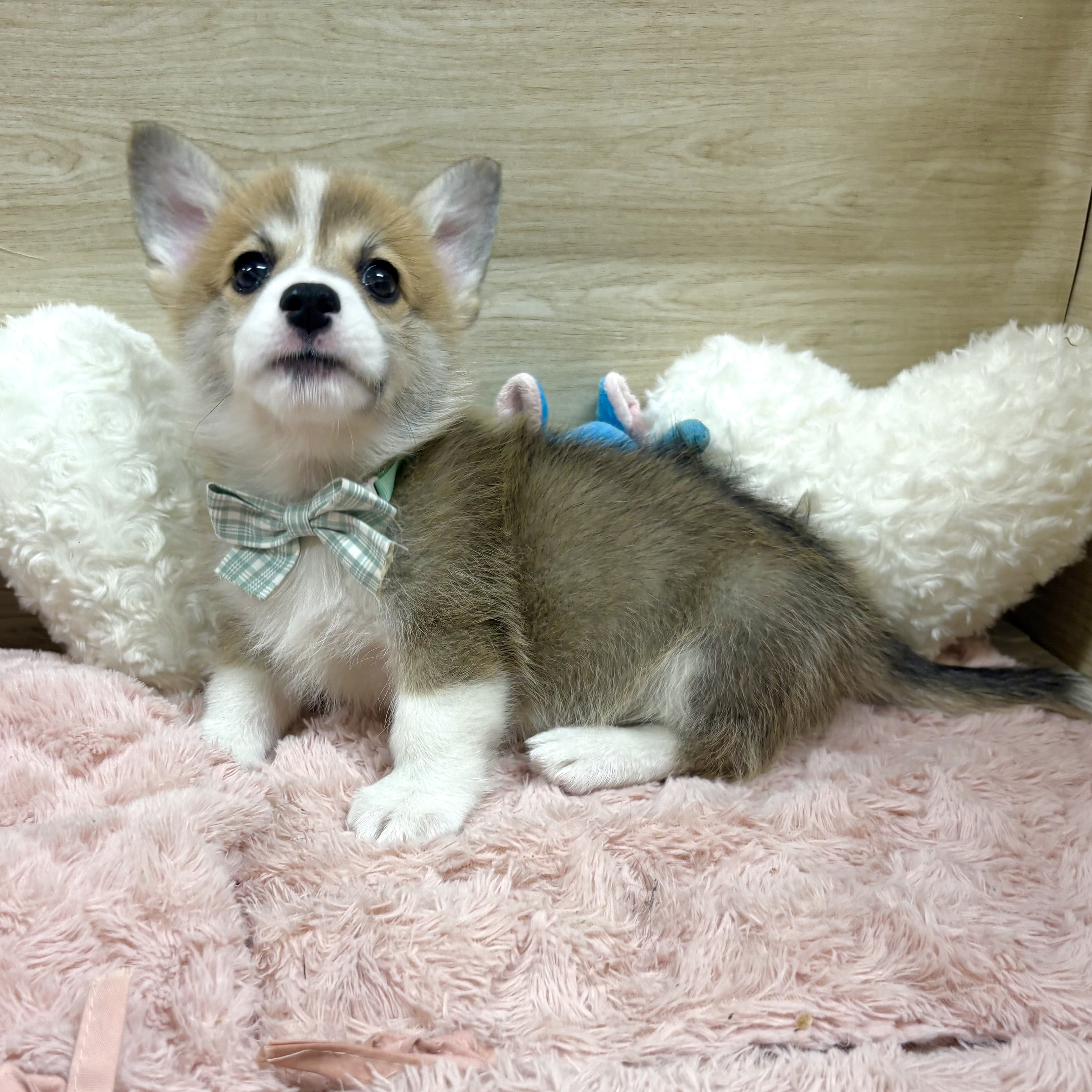 大阪府のウェルシュコーギーペンブローク (犬の家＆猫の里そよら東岸和田店/2026年7月3日生まれ/男の子/セーブルホワイト)の子犬の3枚目の画像