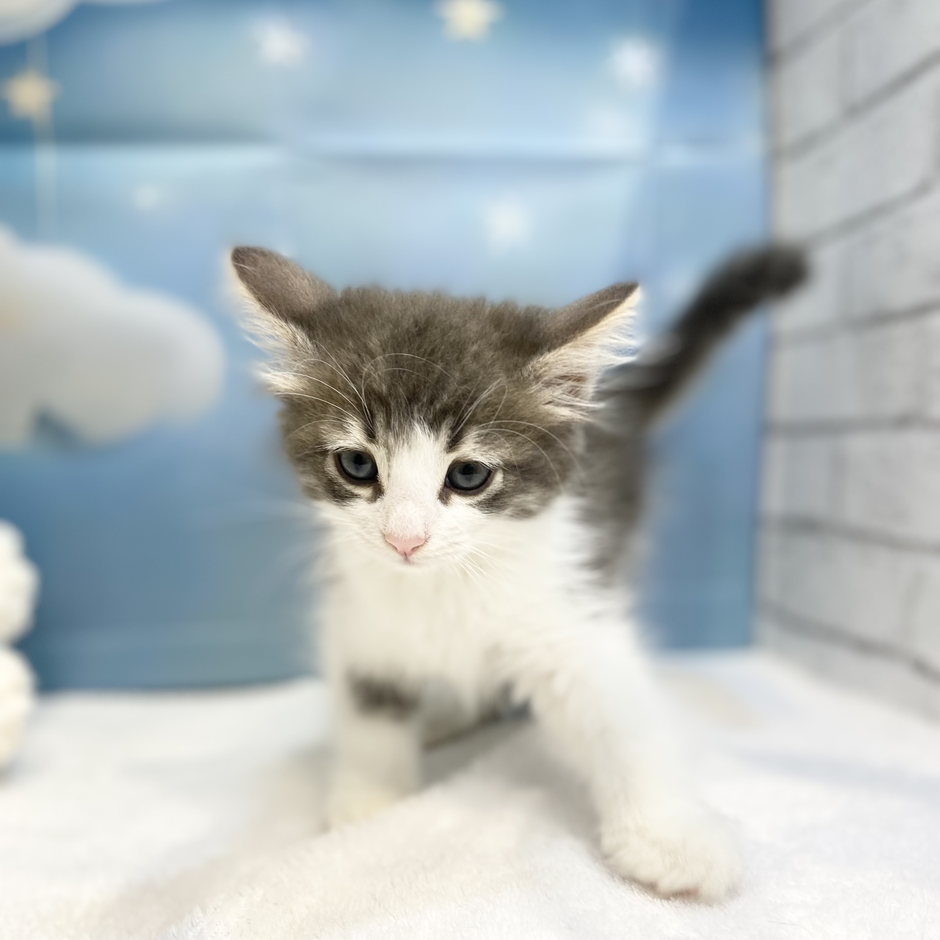 長野県のノルウェージャンフォレストキャット (犬の家＆猫の里カインズ梓川店/2026年7月4日生まれ/女の子/ブルータビーホワイト)の子猫の3枚目の画像