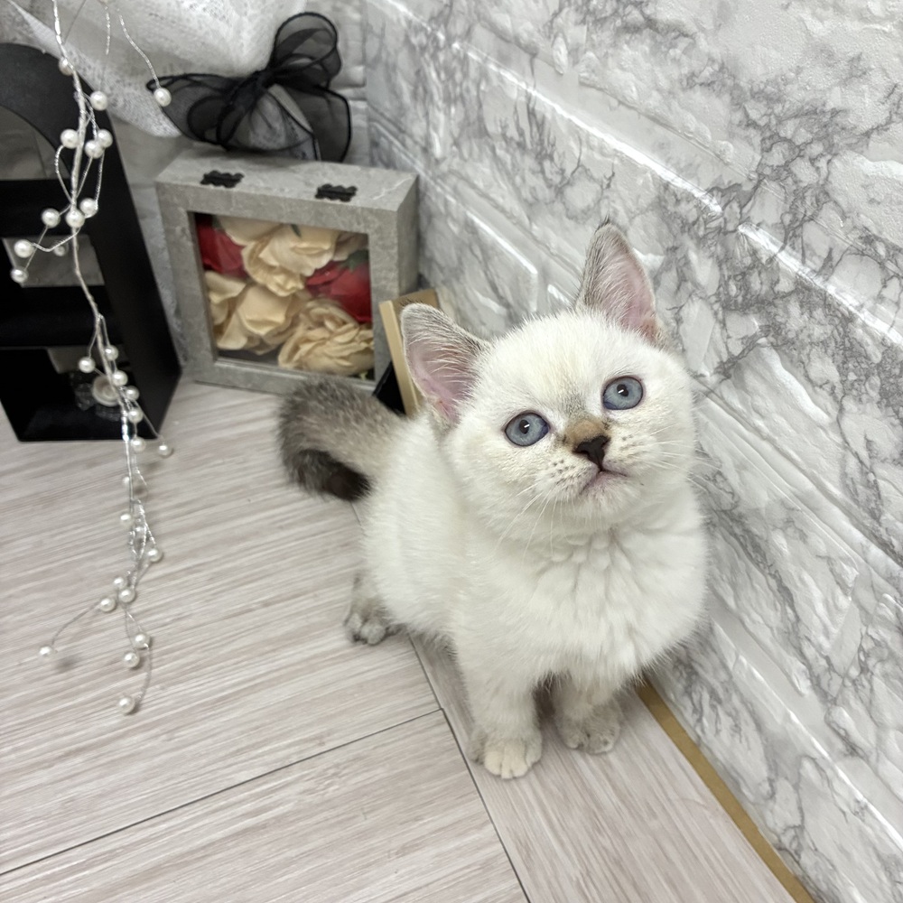 千葉県のスコティッシュストレート (犬の家＆猫の里ワンズモール稲毛店/2026年7月4日生まれ/女の子/トーティーリンクスポイントホワイト)の子猫の3枚目の画像