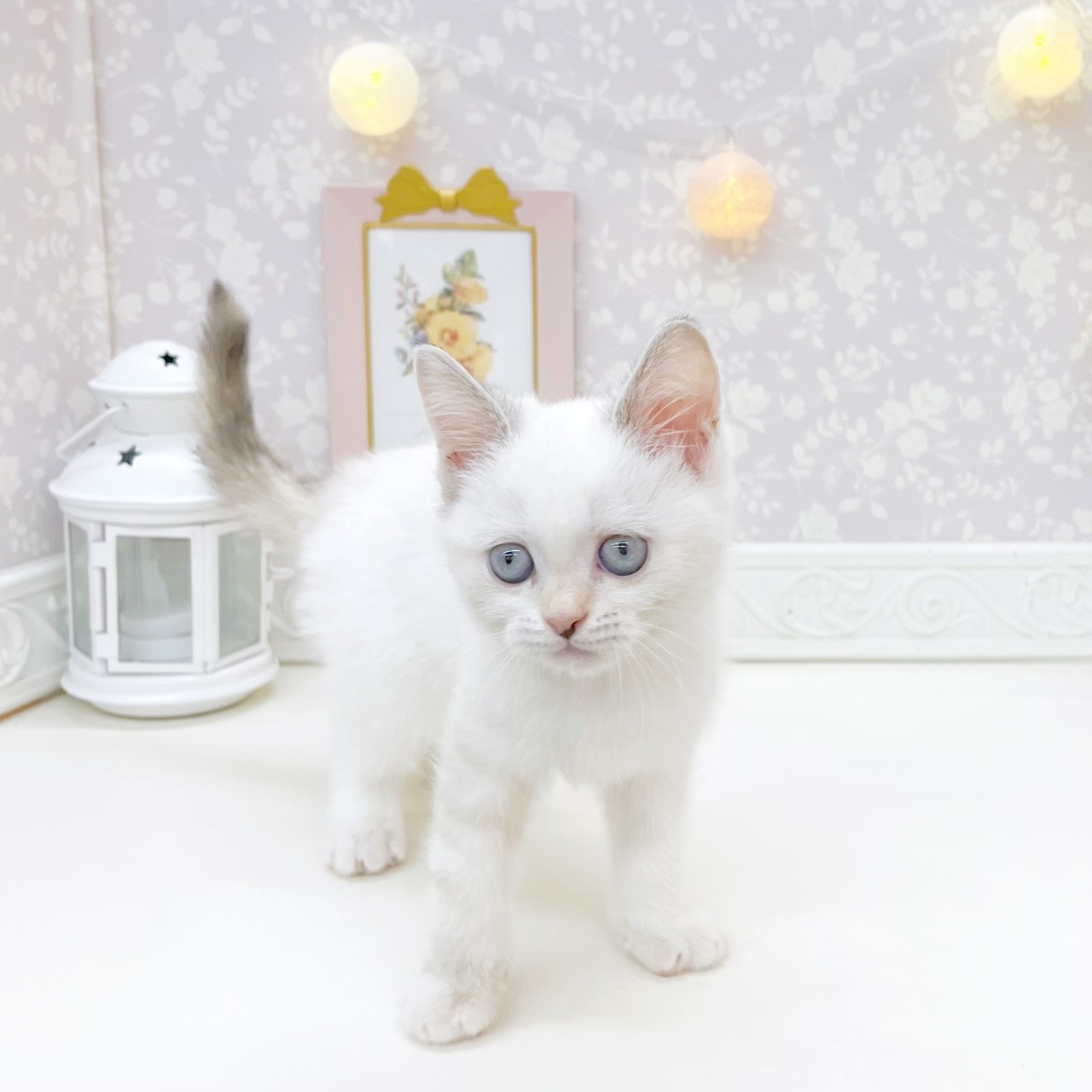 富山県のスコティッシュストレート (犬の家＆猫の里富山店/2026年7月4日生まれ/女の子/トーティーリンクスポイントホワイト)の子猫の3枚目の画像