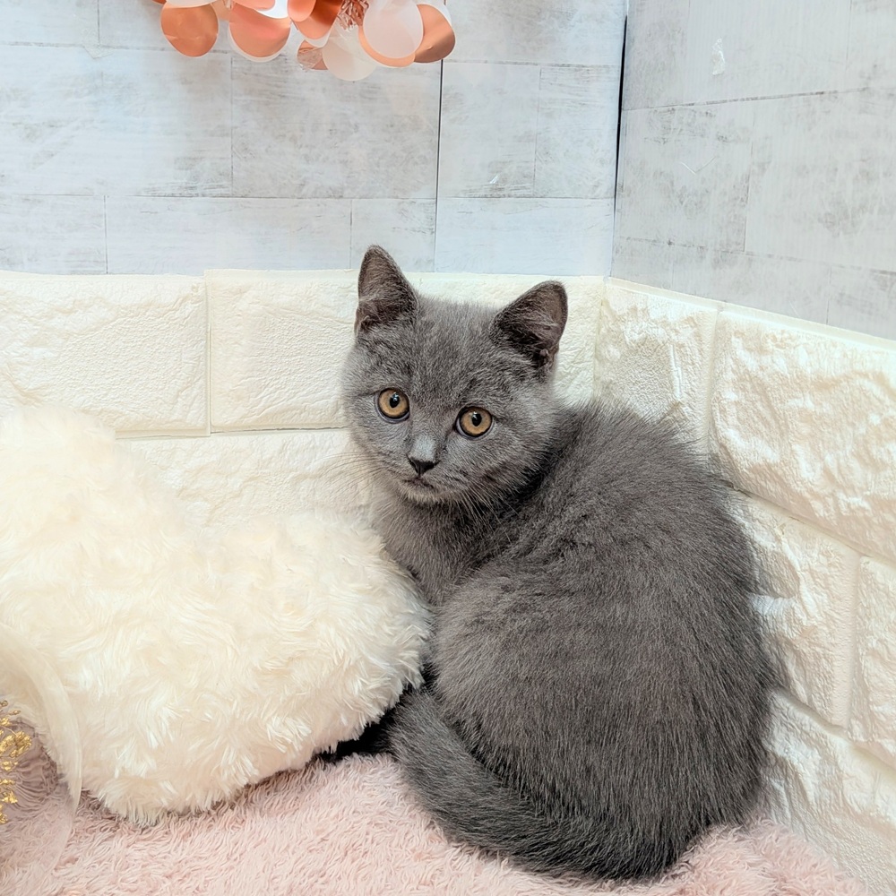 静岡県のブリティッシュショートヘアー (犬の家＆猫の里プレ葉ウォーク浜北店/2026年7月1日生まれ/男の子/ブルー)の子猫の1枚目の画像