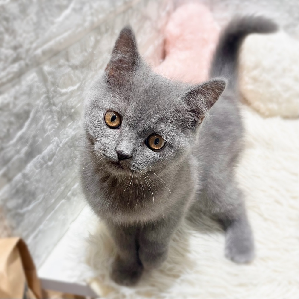 愛知県のブリティッシュショートヘアー (犬の家＆猫の里MiO香久山店/2026年7月1日生まれ/男の子/ブルー)の子猫の1枚目の画像