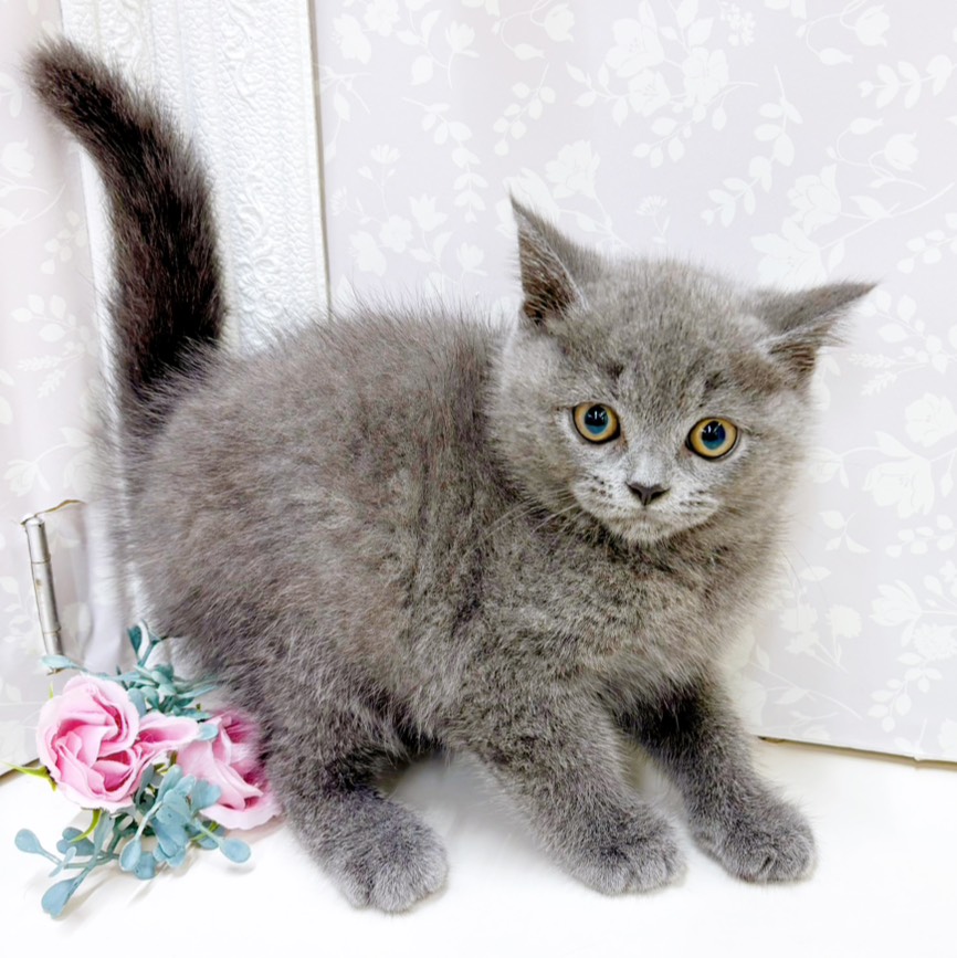 富山県のブリティッシュショートヘアー (犬の家＆猫の里アミーゴ高岡蓮花寺店/2026年7月1日生まれ/男の子/ブルー)の子猫の3枚目の画像