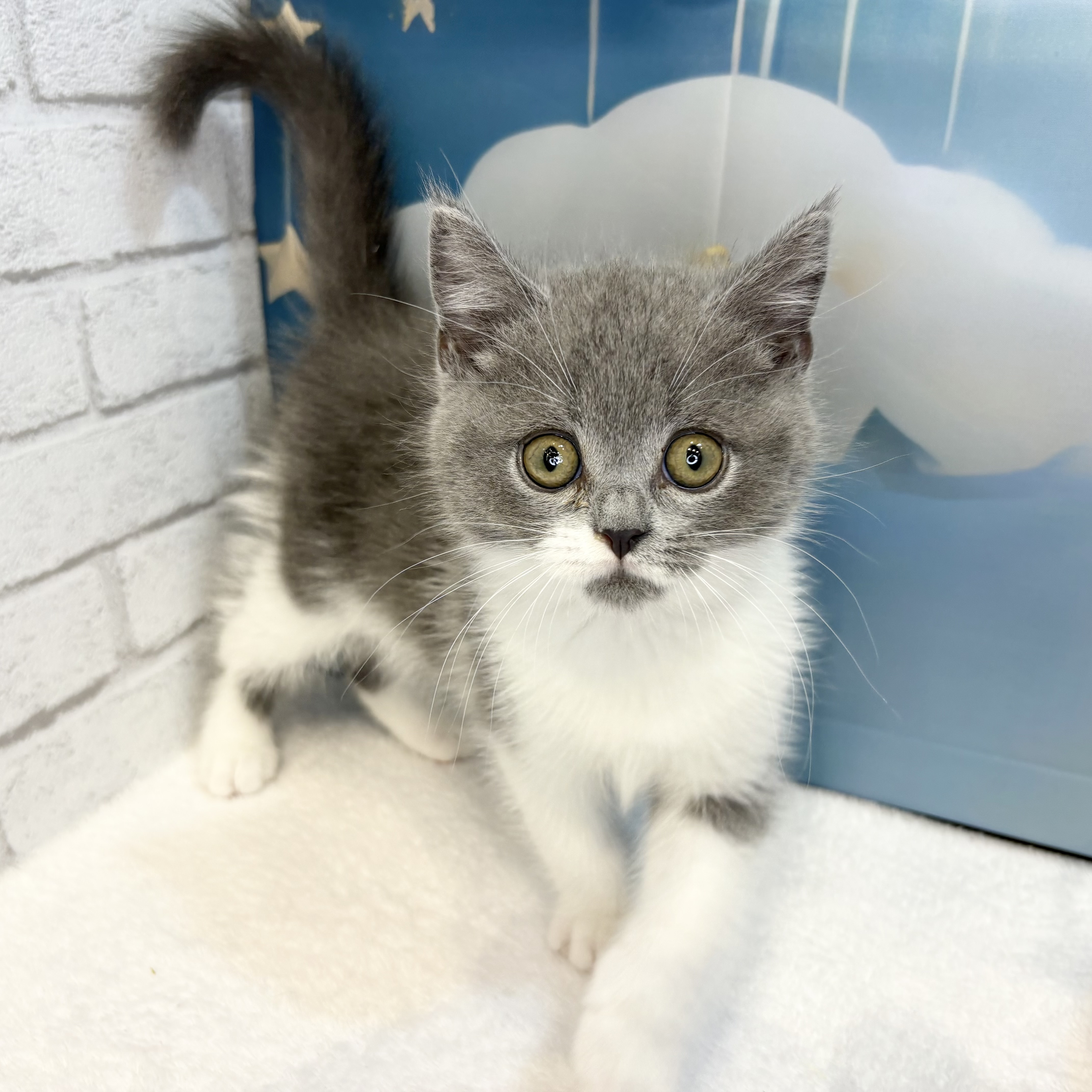 長野県のブリティッシュショートヘアー (犬の家＆猫の里カインズ梓川店/2026年7月1日生まれ/男の子/ブルーホワイト)の子猫の3枚目の画像