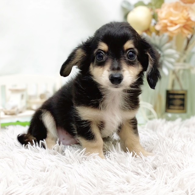 静岡県のチワックス(チワワ×ダックス) (犬の家＆猫の里藤枝店/2026年6月29日生まれ/男の子/ブラックタン)の子犬の3枚目の画像